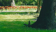 Парк в Мишкольц-Тапольце