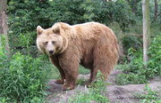 парк с медведями «medveotthon»